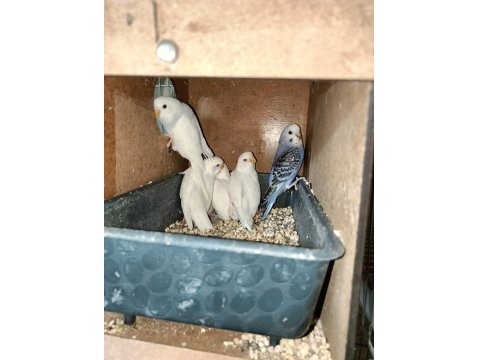 Albino Ve Mavi Yavru Muhabbet Kuşları