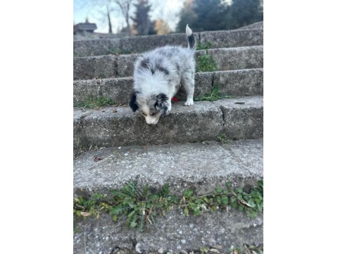 Sağlıklı Safkan Border Collie Bebekler