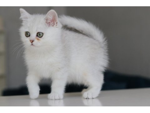 Full Şecereli Babadan Teslime Hazır Erkek Kedimiz