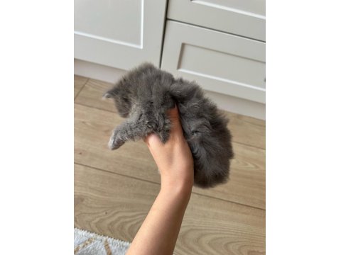 British Longhair Yavru Kedimiz