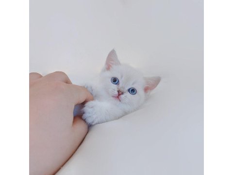 British Shorthair Köpeklerimiz