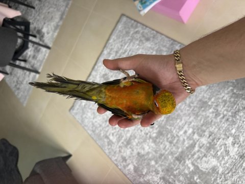 Güneş Konur Papağanı Oyun Hamuru 7 Aylık