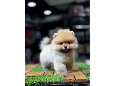 Teddy Bear Pomeranian Boo