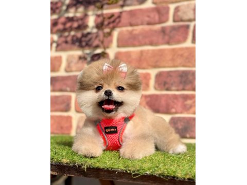 Safkan Pomeranian Boo Cinsi Köpeklerimiz