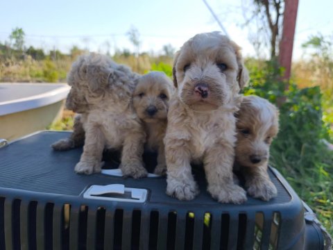 Yeni Yuvaya Hazır 5 Erkek Maltipoo Yavrumuz