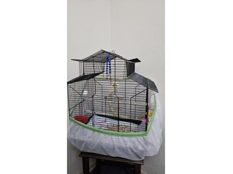 Sultan Papağanı 1 Yaşında