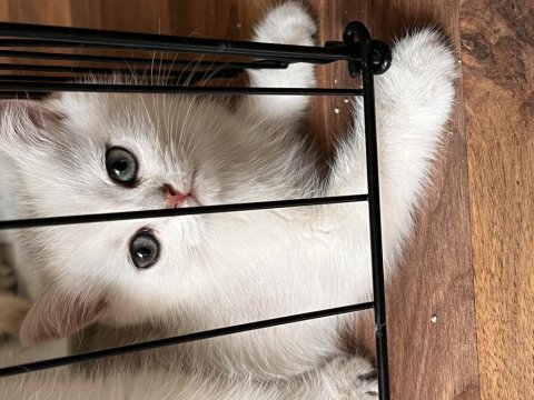 Adanadan Safkan British Shorthair Yavrularımız