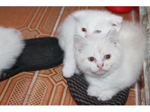 Safkan Beyaz British Shorthair Yavrularımız Yeni Yuvalarını Arıyor!