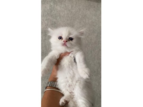 A Kalite British Yavrularımız Yeni Yuvalarına Kavuşmayı Bekliyor