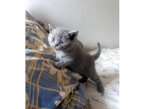 Rezerveye Uygun British Shorthair Golden Ve Blue Yavrular
