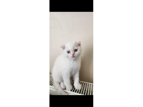 Scottish Fold Blue 2 Aylık