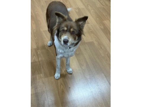 Köpeğimiz Jesy Yeni Yuvasını Ve Oyun Arkadaşını Arıyor!