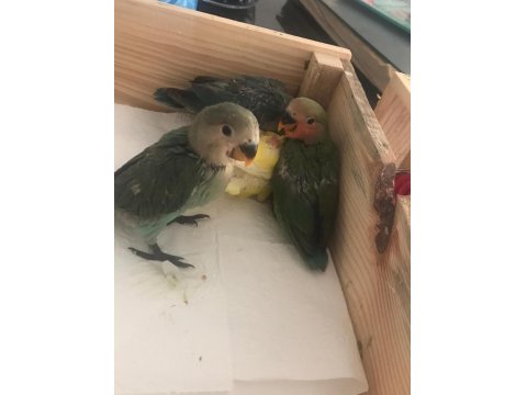 Bebek Papağanlar Hazır