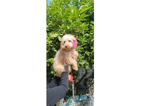 5 Aylık Tüm Aşıları Tam Maltipoo