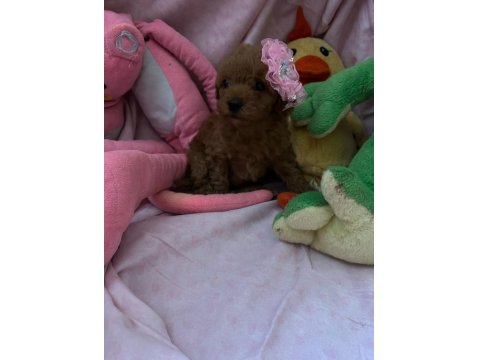 Teacup Ve Toy Poodle 1.5 Aylık Irk Garantili