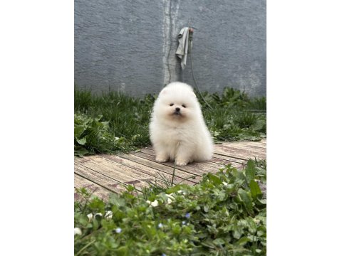 Muhteşem Pomeranian Yavrularımız