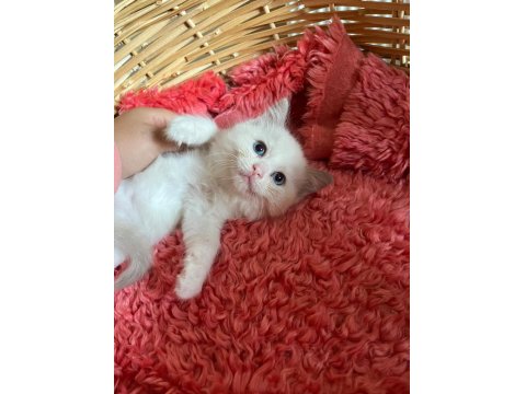 Okyonus Gözlum Ragdoll Kedim
