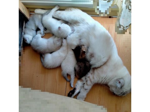 6 Haftalık British Shorthair Yavrular