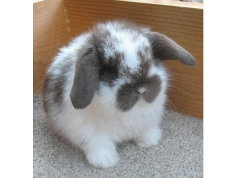 Hollanda Lop Tavşan Yetiştiriciliği