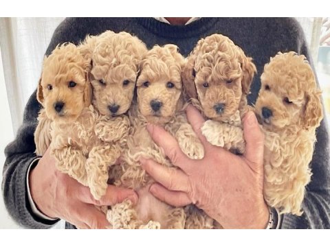 Maltipoo Köpeği Yavruları