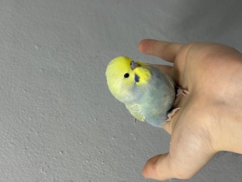 Renk Güzeli Yavru Muhabbet Kuşlar