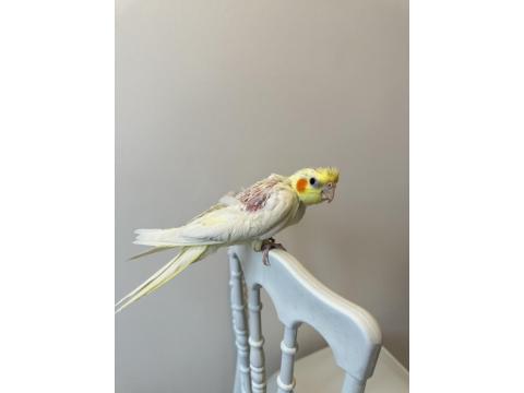 Sultan Papağanı Sahiplendirilecektir