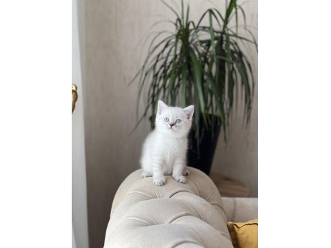 Lynx Point British Shorthair Yavrumuz