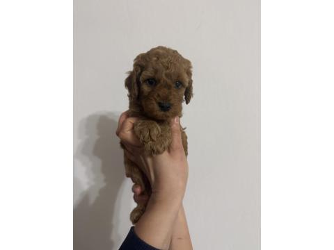 Ev Ortamından Poodle Yavrularımız