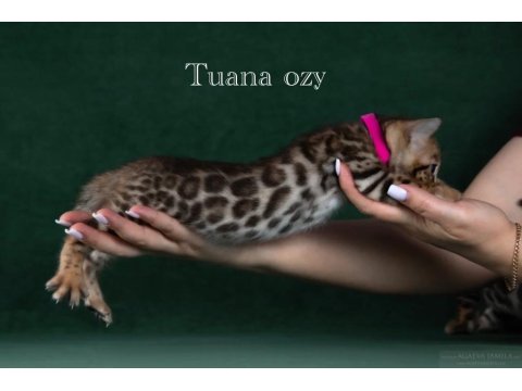 Elite Bengal Cat-Pure Beauty