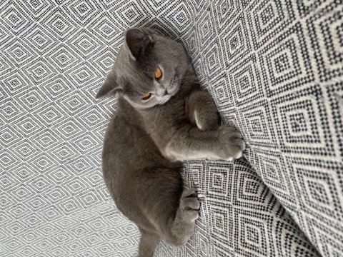 British Shorthair Dişi Uyguna Bırakacağım