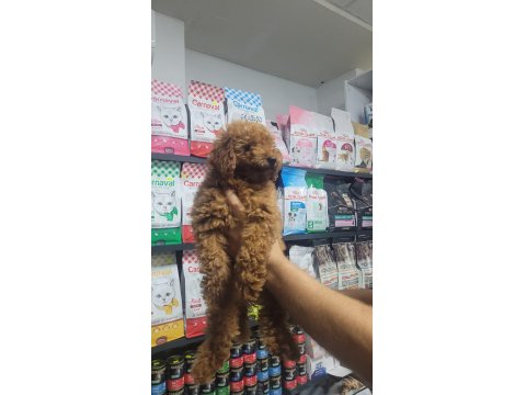 Poodle Erkek Yavrumuz Yeni Ailesini Beklemektedir