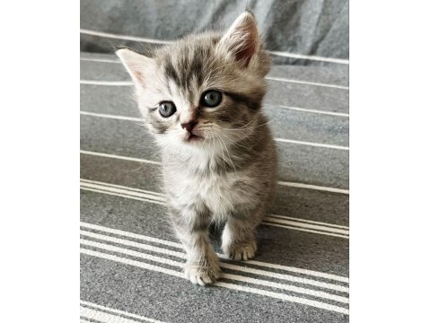 Yavru Kedileri Ve Anneyi Mama Karşılığı Sahiplendiriyoruz