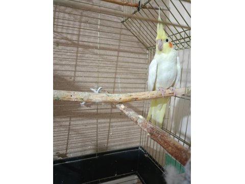 Lutino Sultan Papağanı