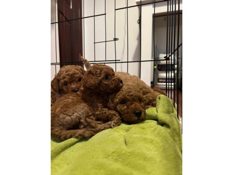 Sevimli Poodle Yavrularımız