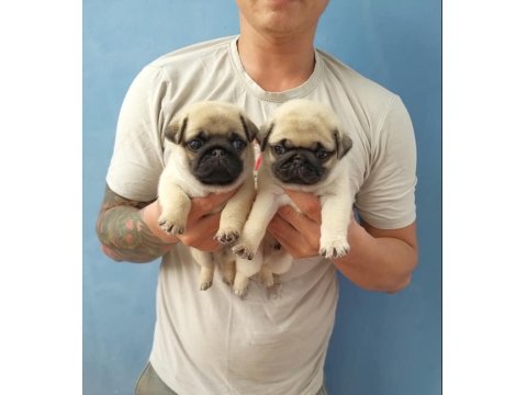 Irk Garantili Pug Yavruları