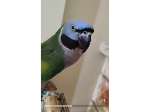 Lord Derbiyan Papağanı Jumbo Boy Bilezikli