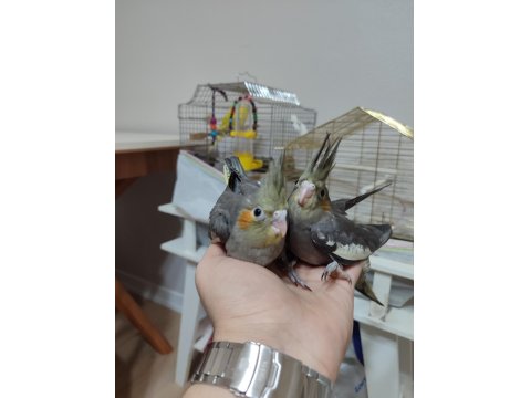 30 Günlük Sultan Papağanı