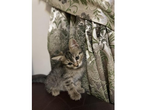 Rus-İran Kırması Yavru Kedimiz