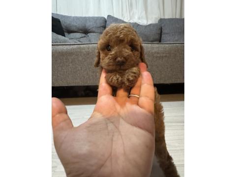 Dişi Poodle Prenses İzmir