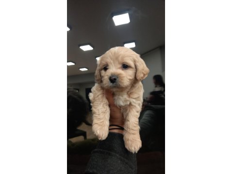 Büyümeyen Maltipoo Bebek Köpekler