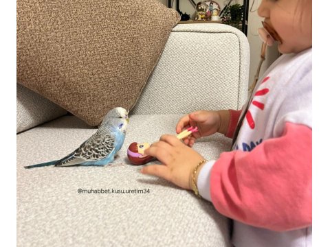 Ele Gelen Akıllı Uysal Muhabbet Kuşları