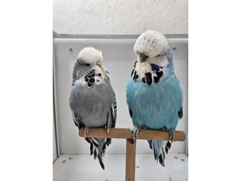 Yeni Eşleme Show Jumbo Ve Jumbo Çift Muhabbet Kuşlar