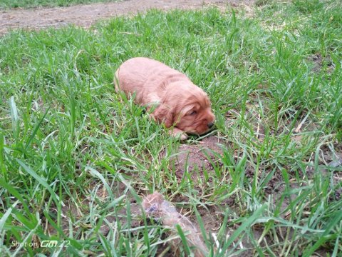 Safkan Amerikan Cocker Yavrular