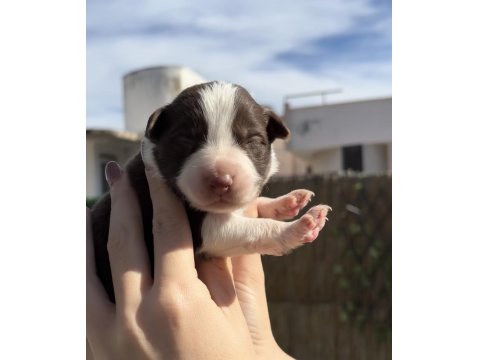 Border Collie Yavru Köpekler