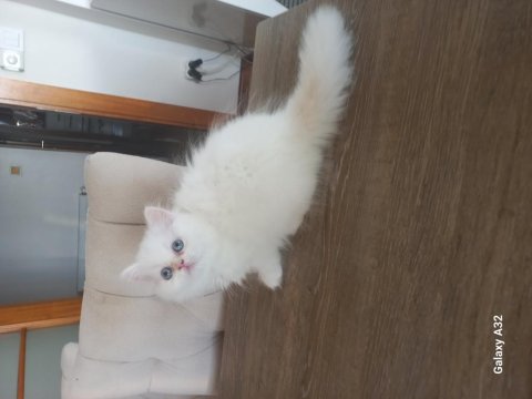 Pamuk Chinchilla Bebek Kediler