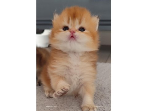 Mükemmel Full Şecereli British Longhair Bebekler