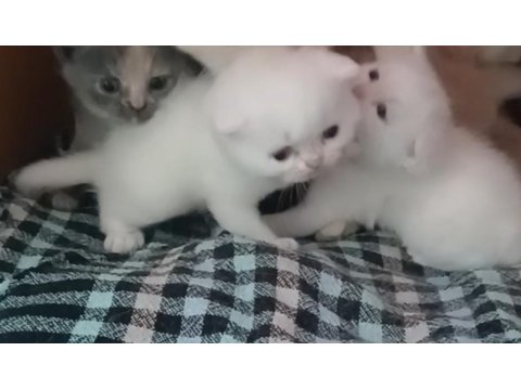 Biz 4 Kardeş Kediyiz Ki