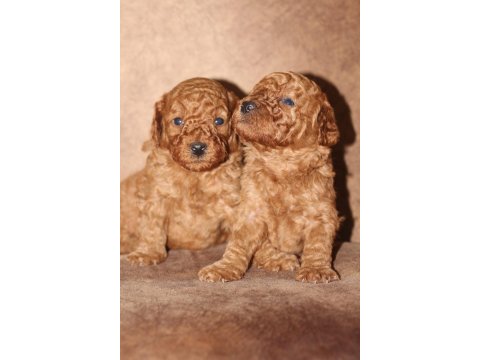 Red Poodle Yavrular İzmir