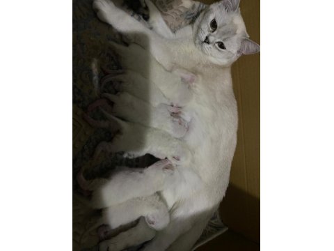 Yavru British Shorthair Safkan