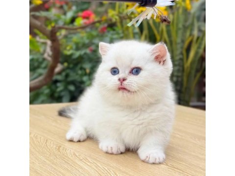 Muhteşem Güzellikte Topaç Kafa British Bebeklerim